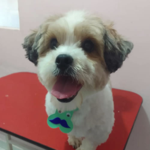 Golden Retriever tosado