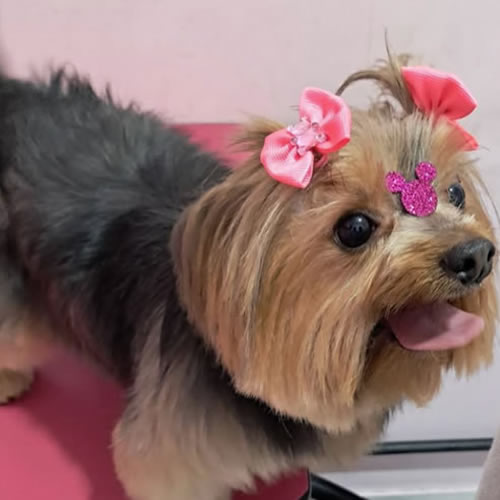 Gato persa após tosa higiênica