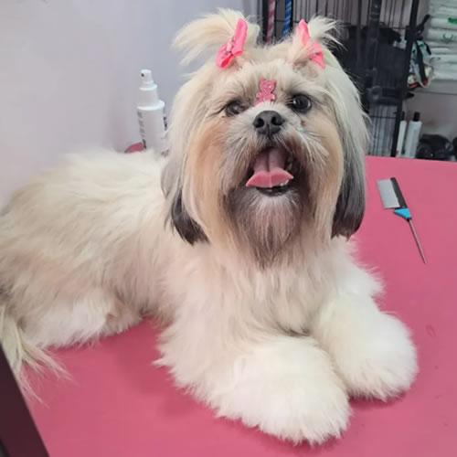 Pet cheiroso e feliz