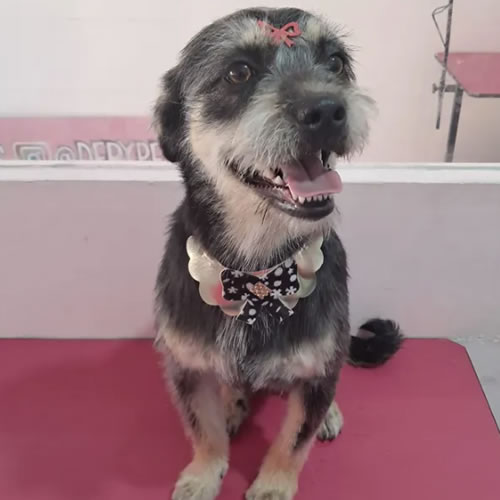 Cão de grande porte após o banho